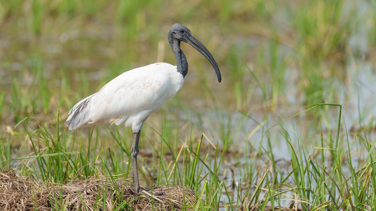 Black-headed Ibis - ML620704159