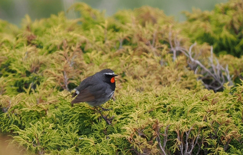 Himalayan Rubythroat - ML620704161