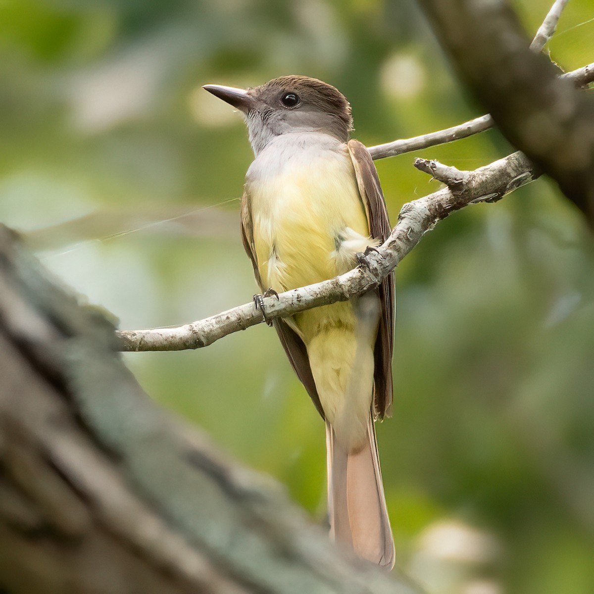 Great Crested Flycatcher - ML620704169