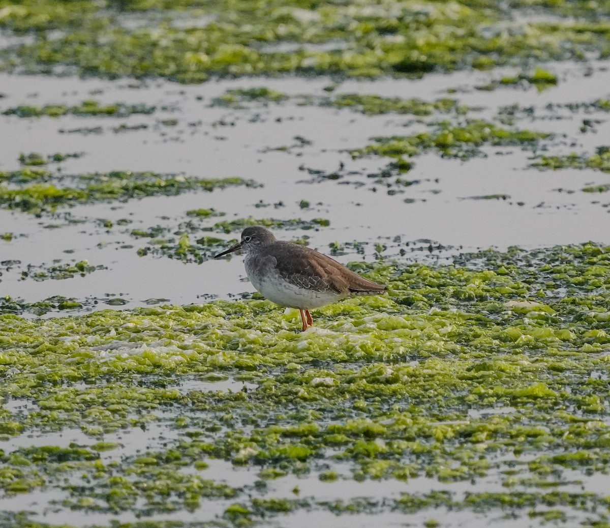 Common Redshank - ML620704170