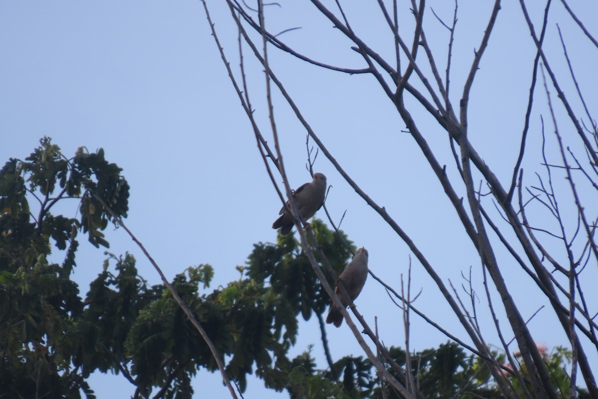 Chestnut-tailed Starling - ML620704173