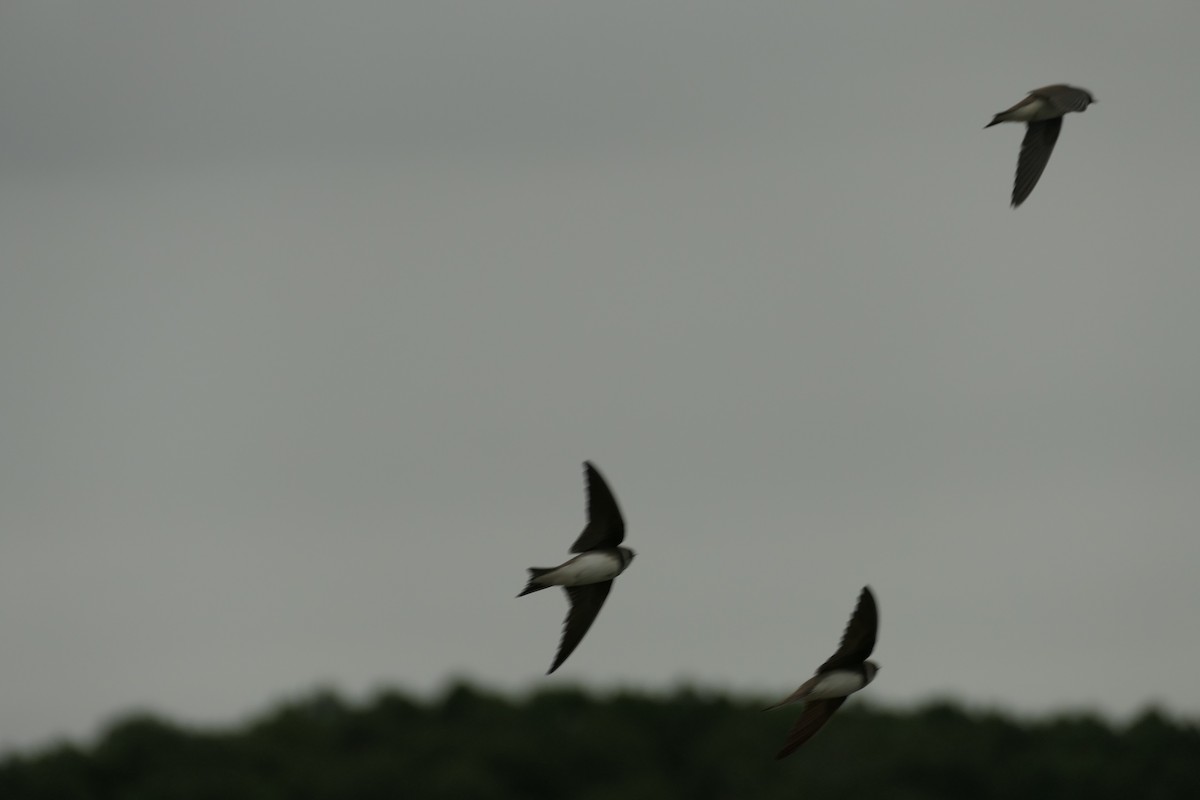 Bank Swallow - ML620704176