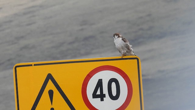 Saker Falcon - ML620704178