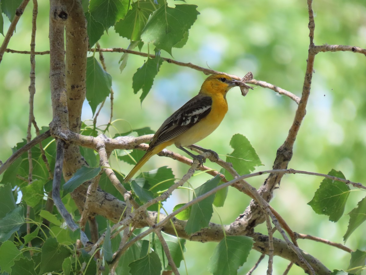 Bullock's Oriole - ML620704189