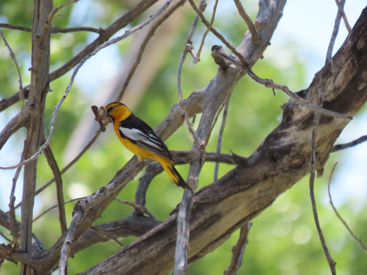 Bullock's Oriole - ML620704190