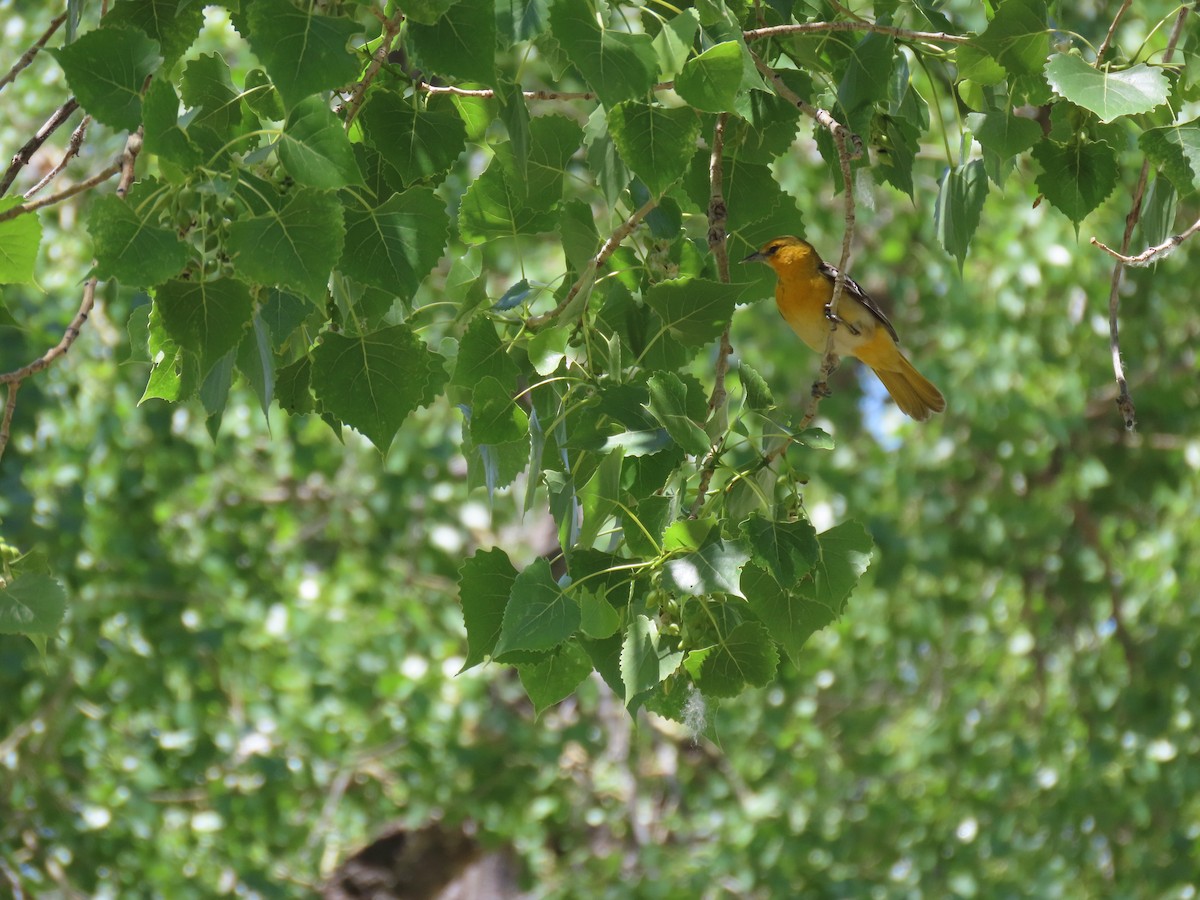 Bullock's Oriole - ML620704191