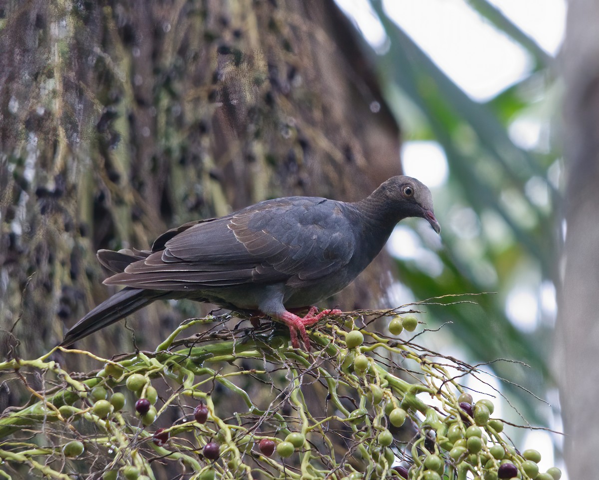 Pigeon à couronne blanche - ML620704193