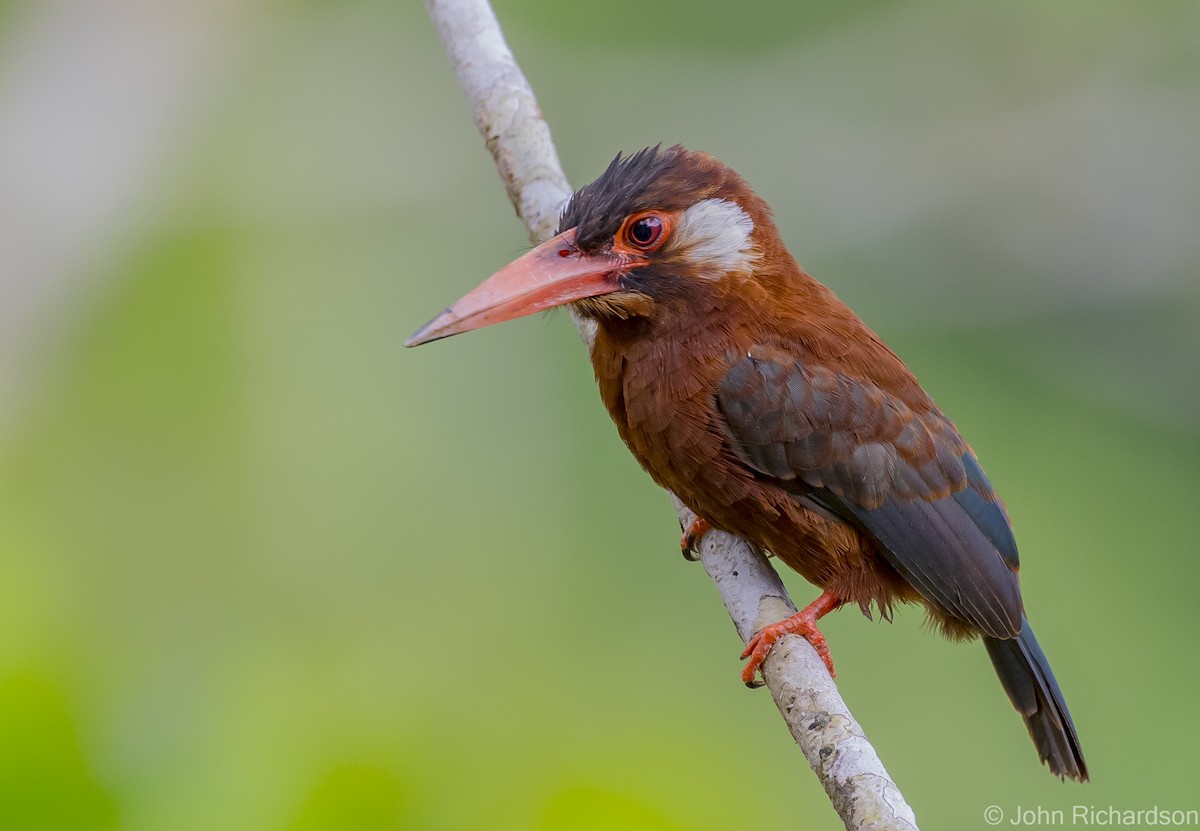 White-eared Jacamar - ML620704195