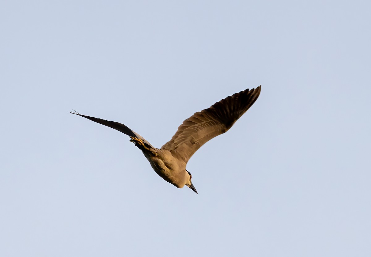 Black-crowned Night Heron - ML620704197