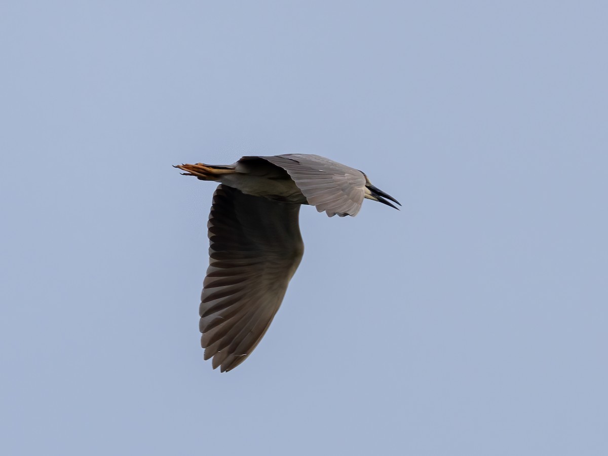 Black-crowned Night Heron - ML620704198