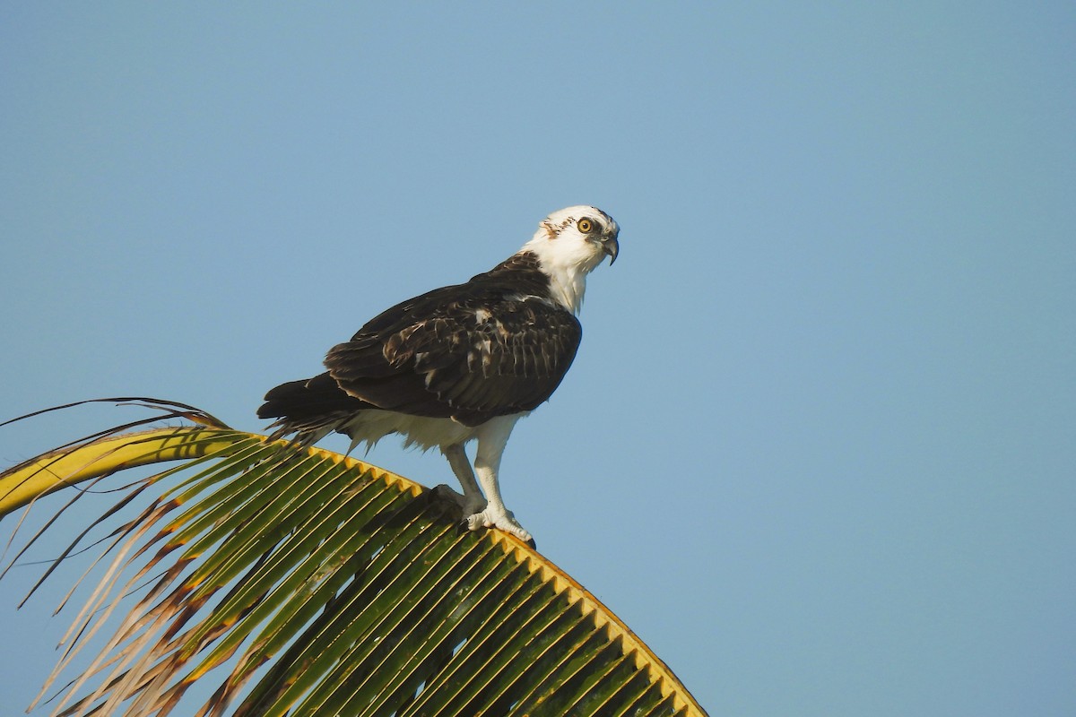 Águila Pescadora - ML620704200