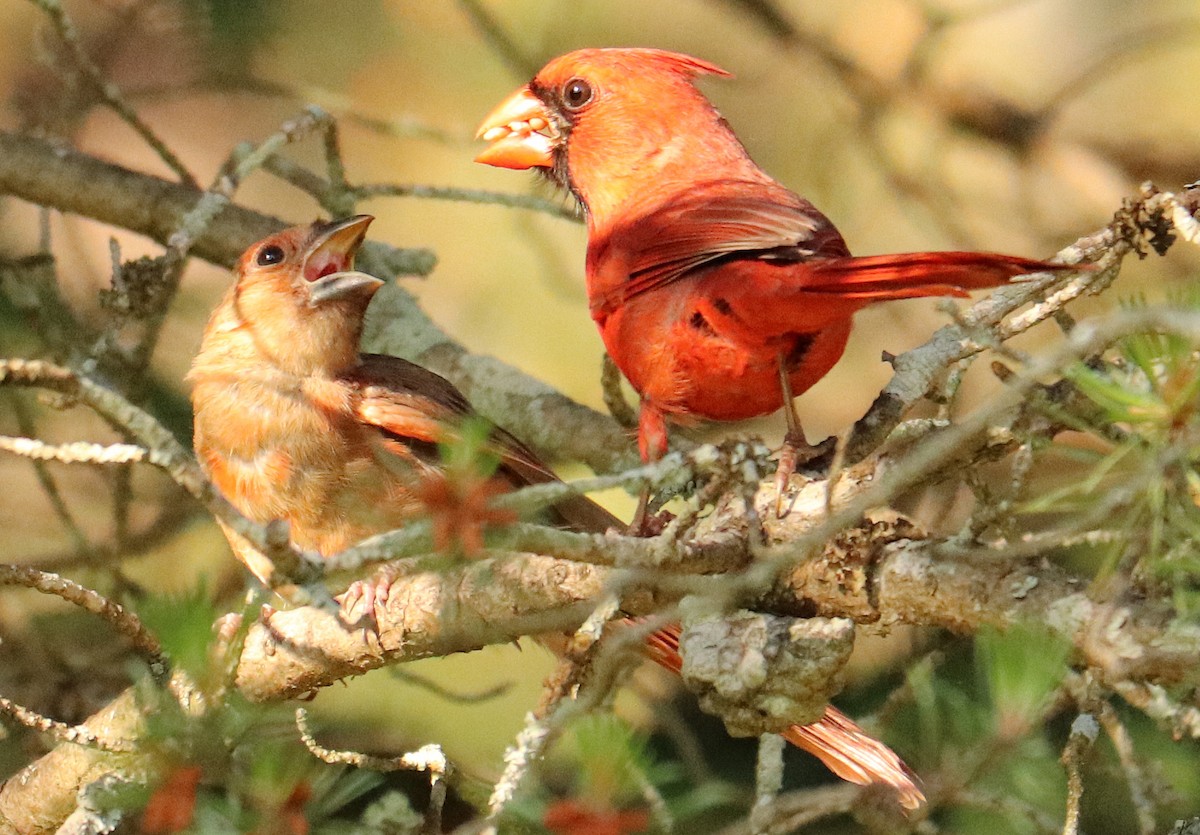 Northern Cardinal - ML620704201