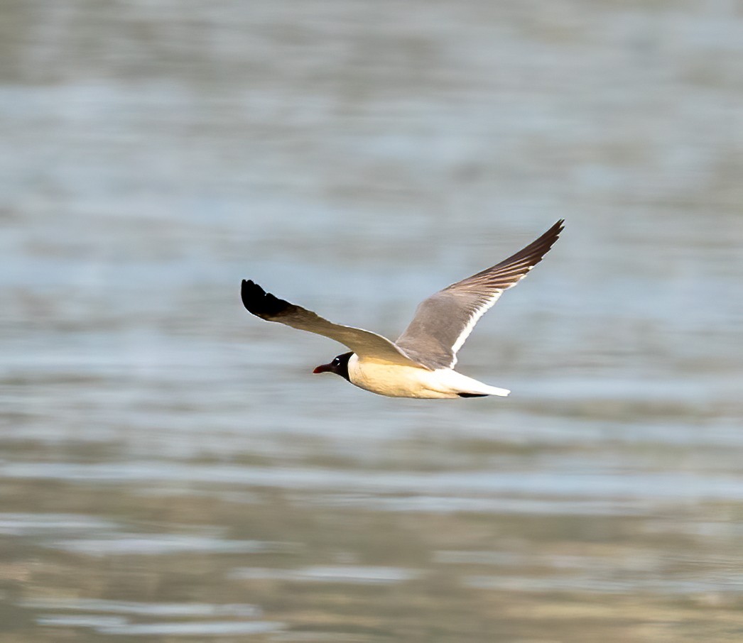 Gaviota Guanaguanare - ML620704202