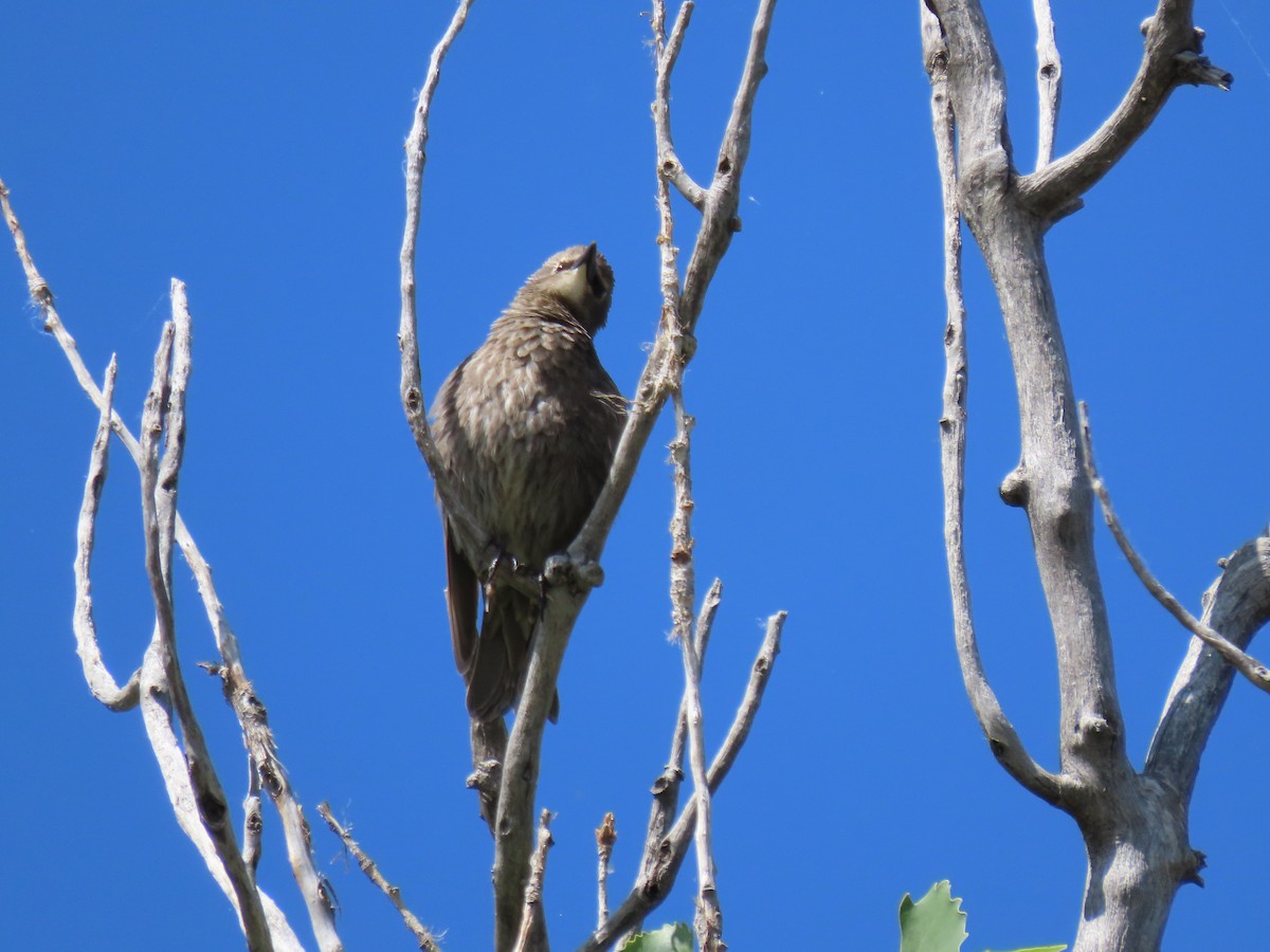 Tordo Cabecipardo - ML620704207