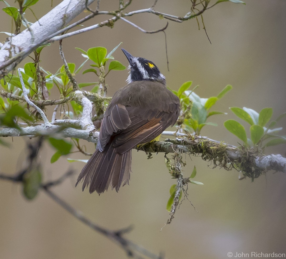 Lesser Kiskadee - ML620704208