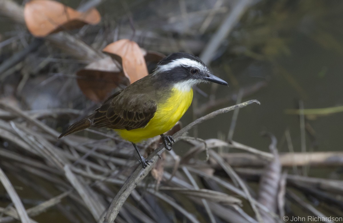 Lesser Kiskadee - ML620704209