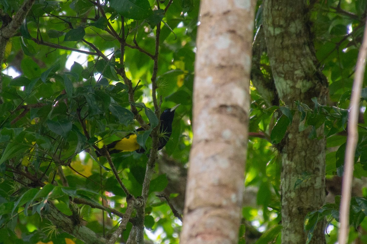 Yellow-rumped Cacique - ML620704210