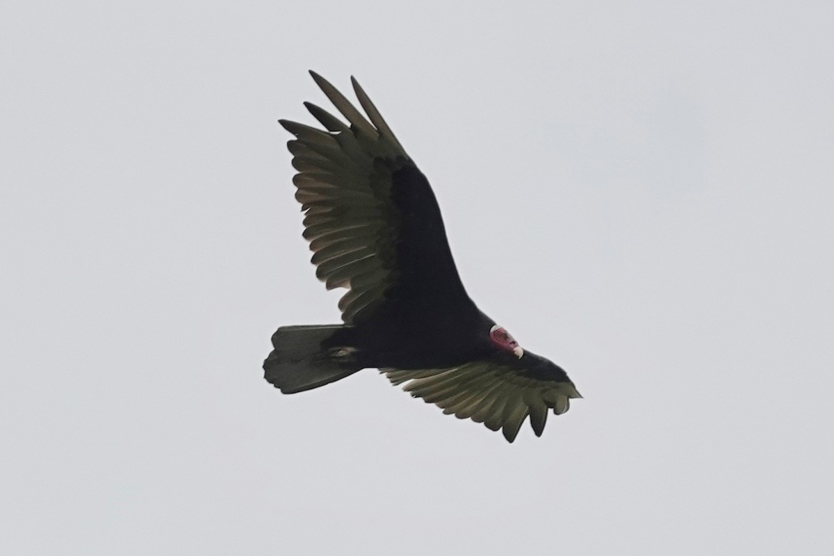Turkey Vulture - ML620704214