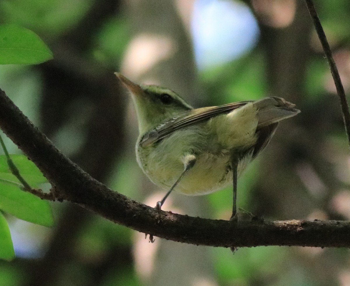 Green Warbler - ML620704215