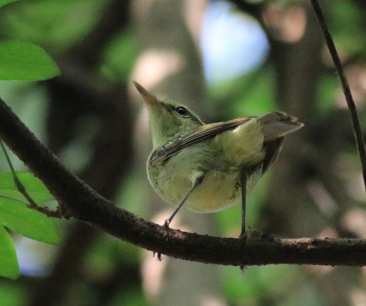 Green Warbler - ML620704216