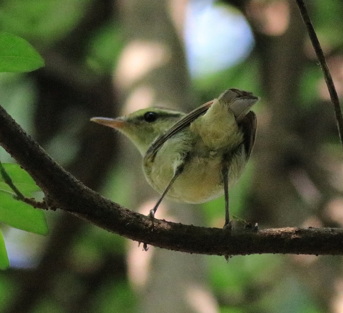 Green Warbler - ML620704218