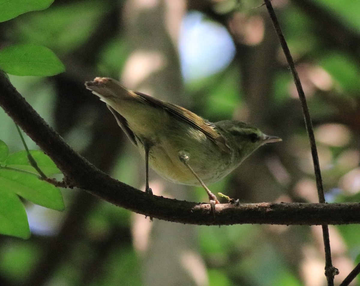 Green Warbler - ML620704219