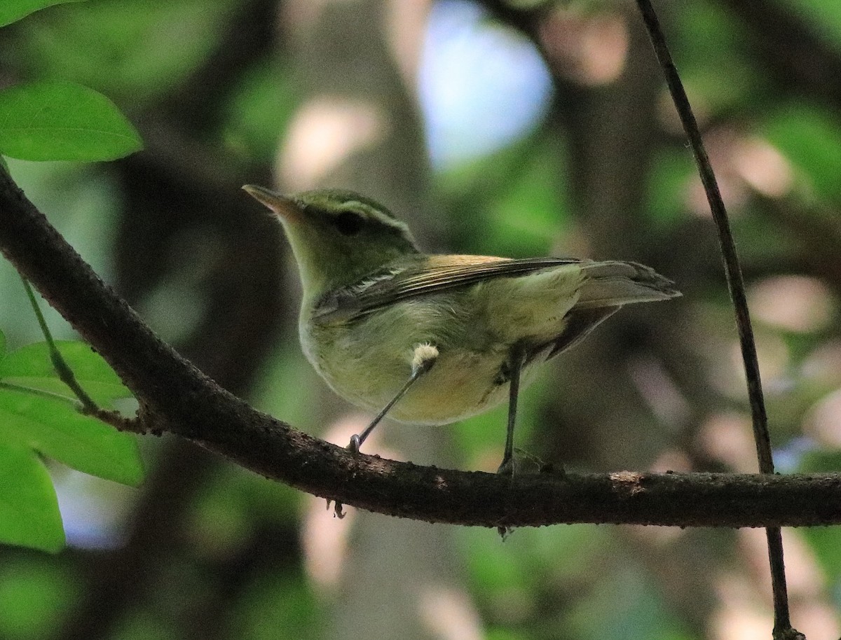 Green Warbler - ML620704220