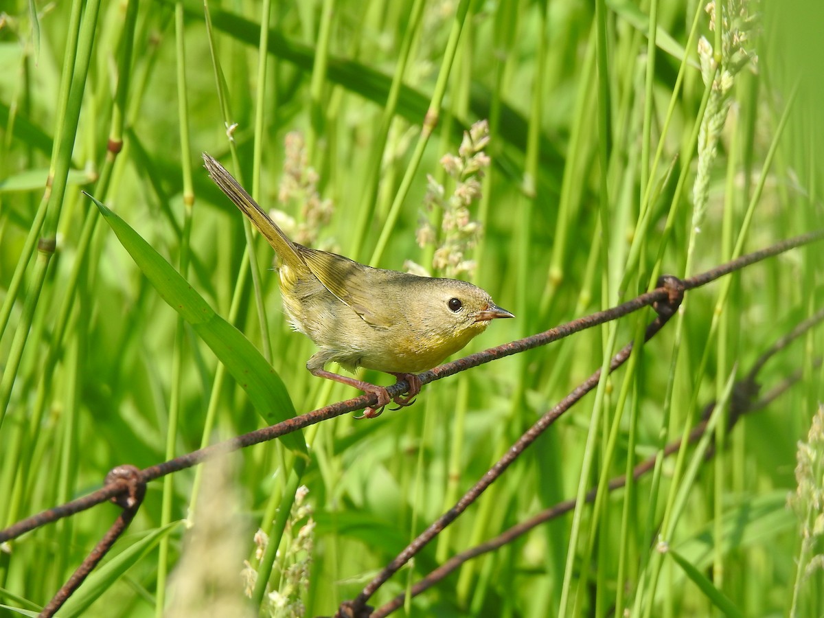 Common Yellowthroat - ML620704228