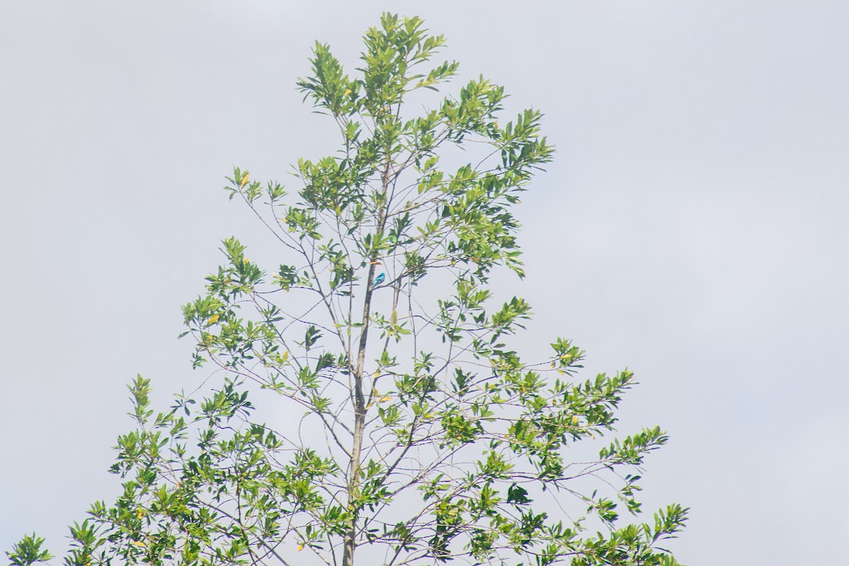 Blue Dacnis - ML620704233