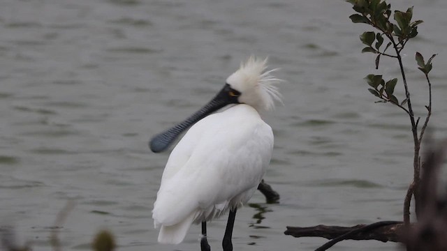 黑面琵鷺 - ML620704234