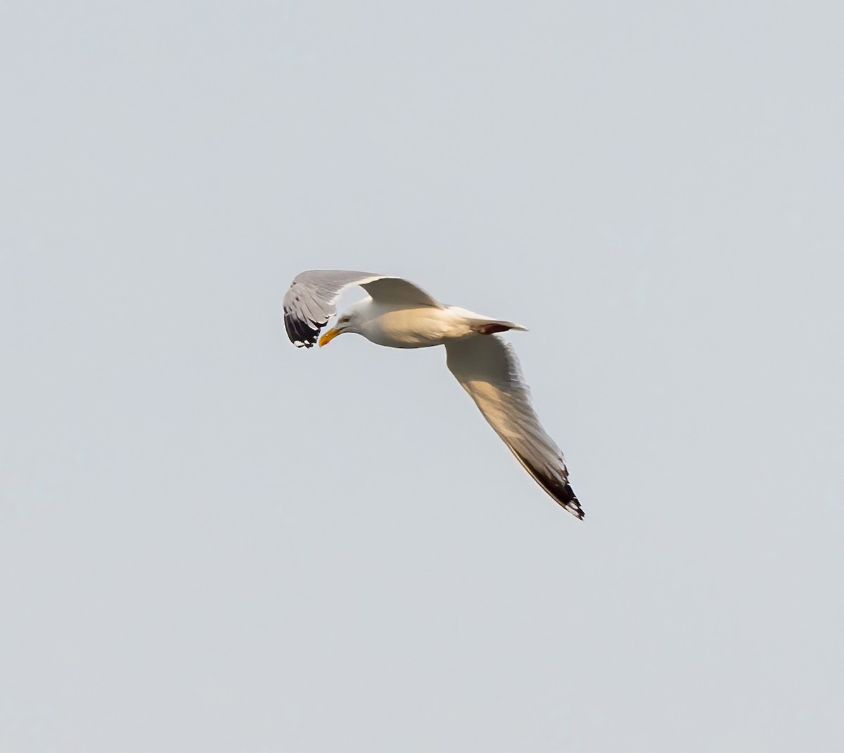 Herring Gull - ML620704235