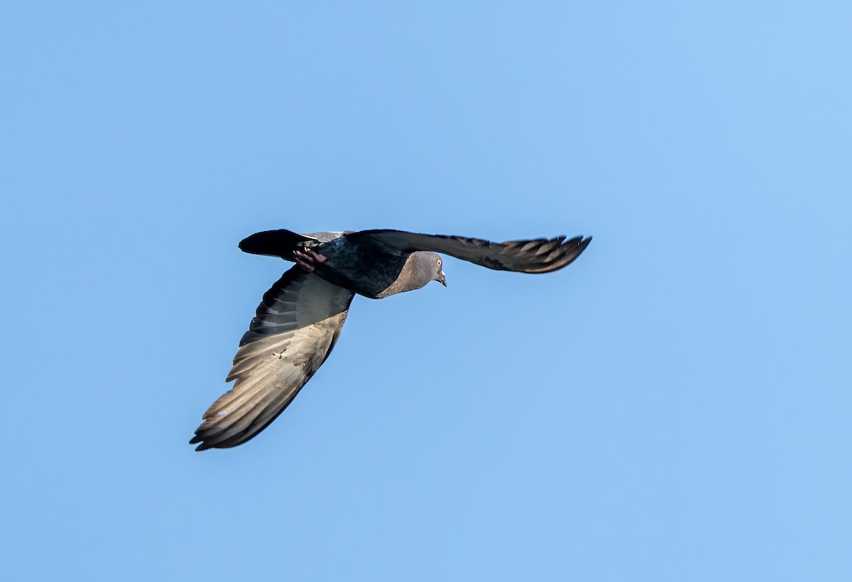 Rock Pigeon (Feral Pigeon) - ML620704239