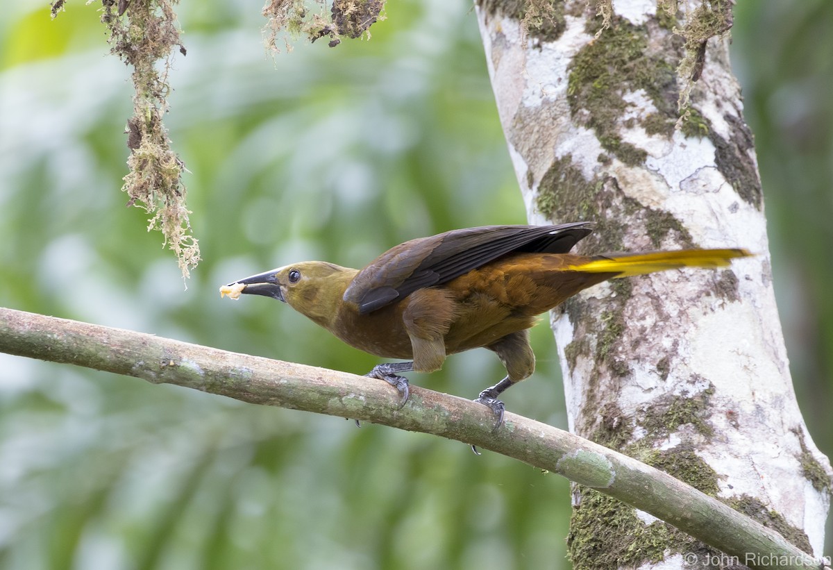 Russet-backed Oropendola - ML620704241