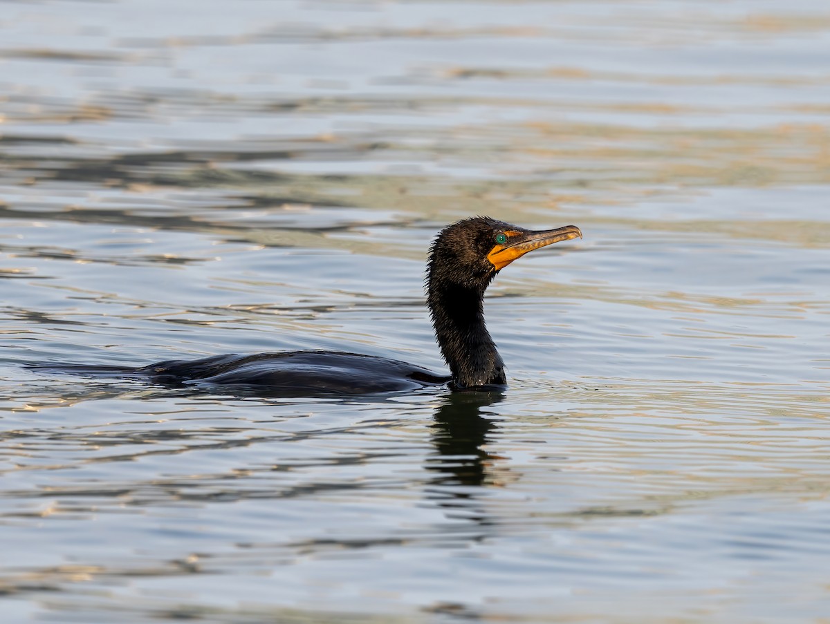 Double-crested Cormorant - ML620704242