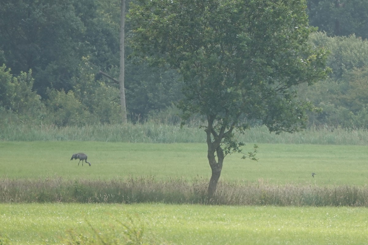 Common Crane - ML620704243