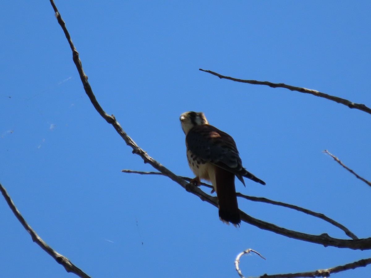 American Kestrel - ML620704245