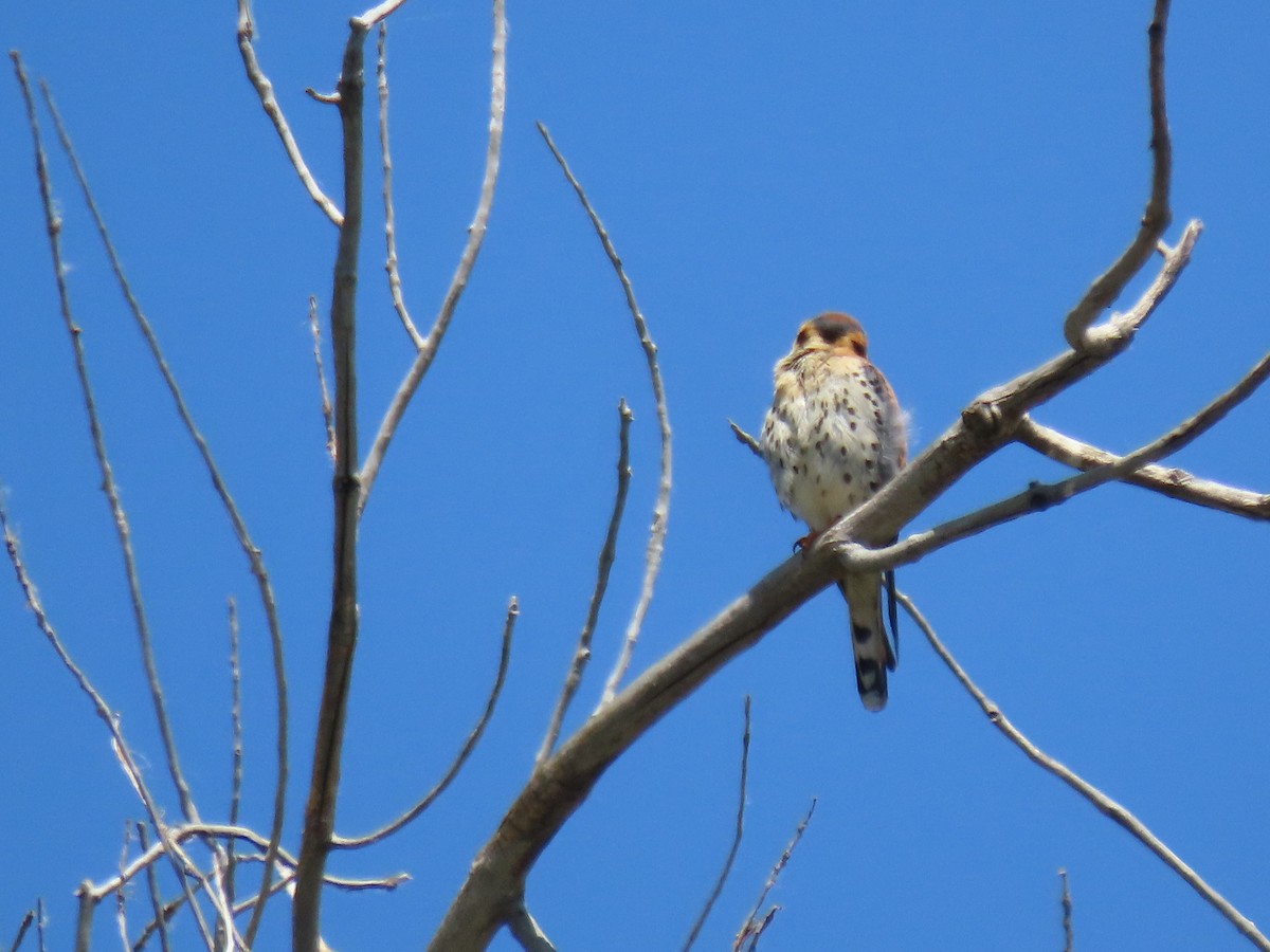 American Kestrel - ML620704246