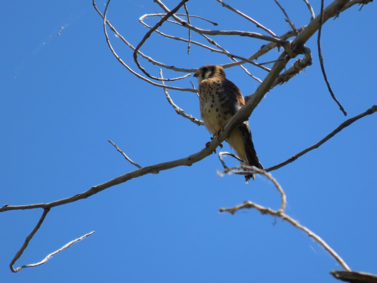 American Kestrel - ML620704247