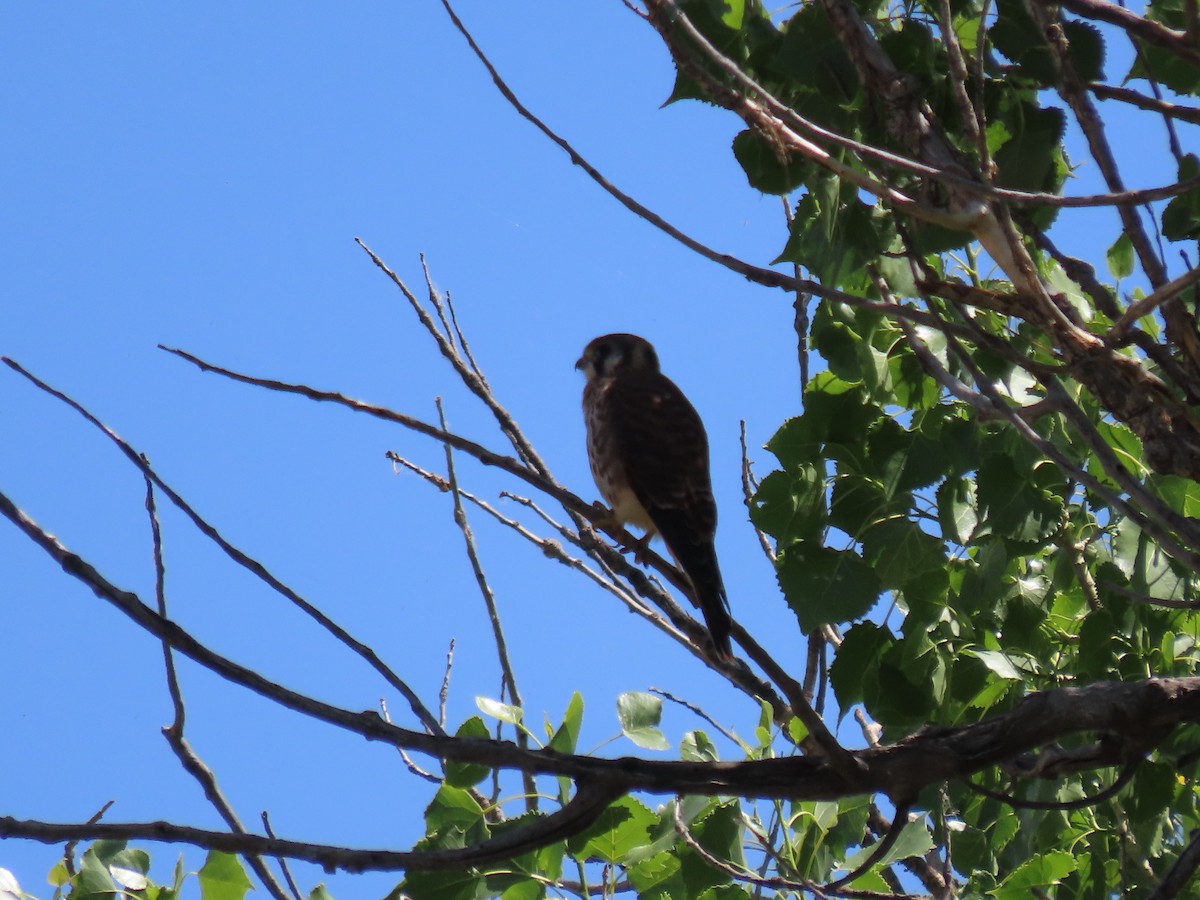 American Kestrel - ML620704248