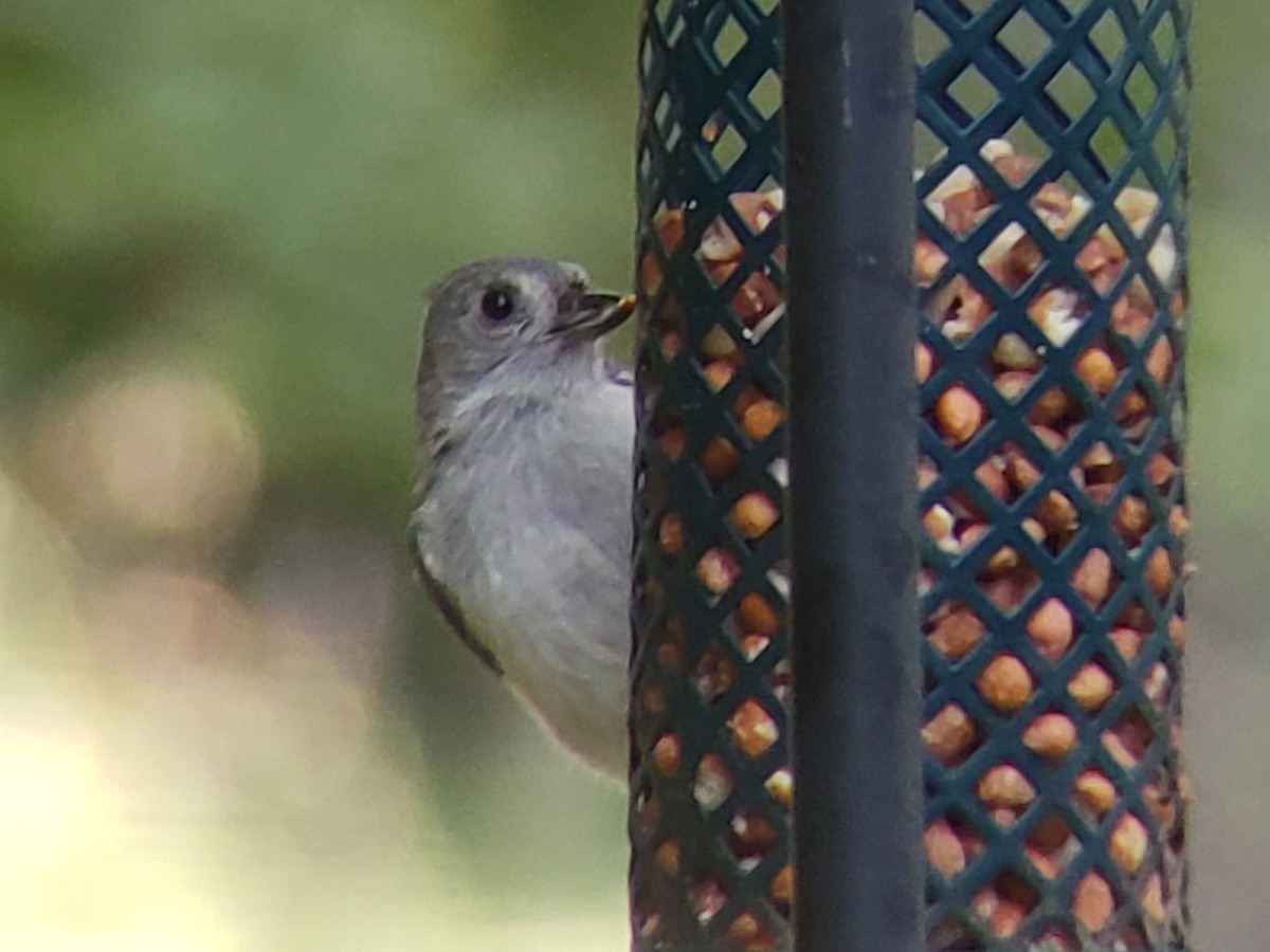 Tufted Titmouse - ML620704249