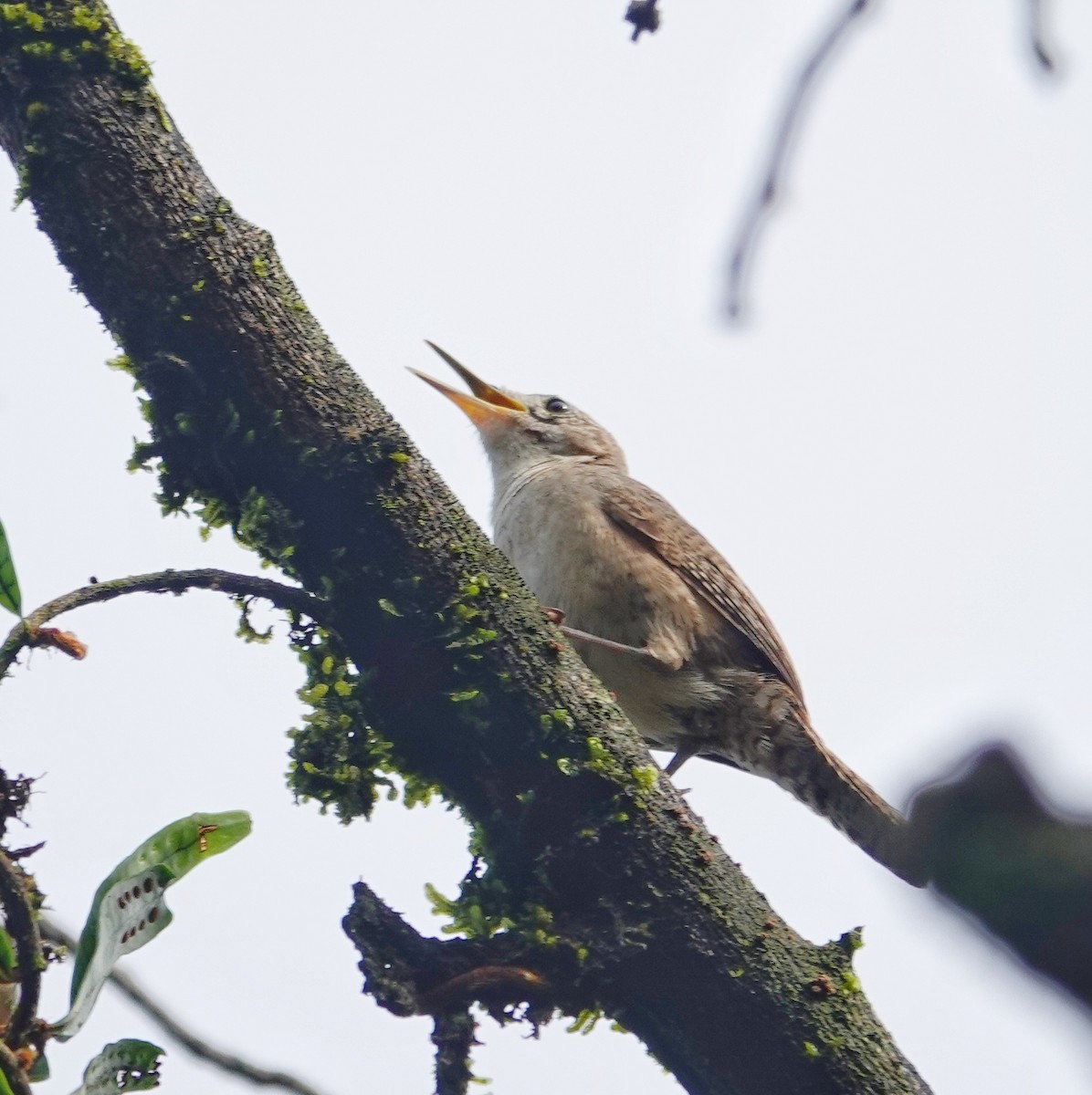 House Wren - ML620704250