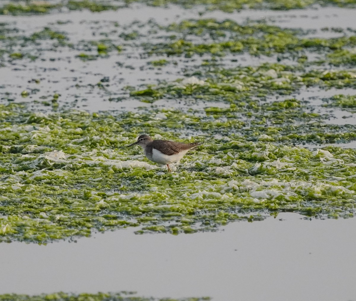 Common Sandpiper - ML620704253