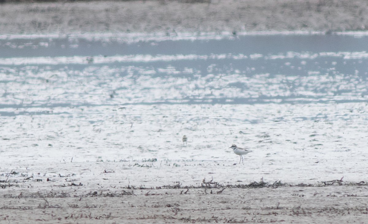 Kentish Plover - ML620704255