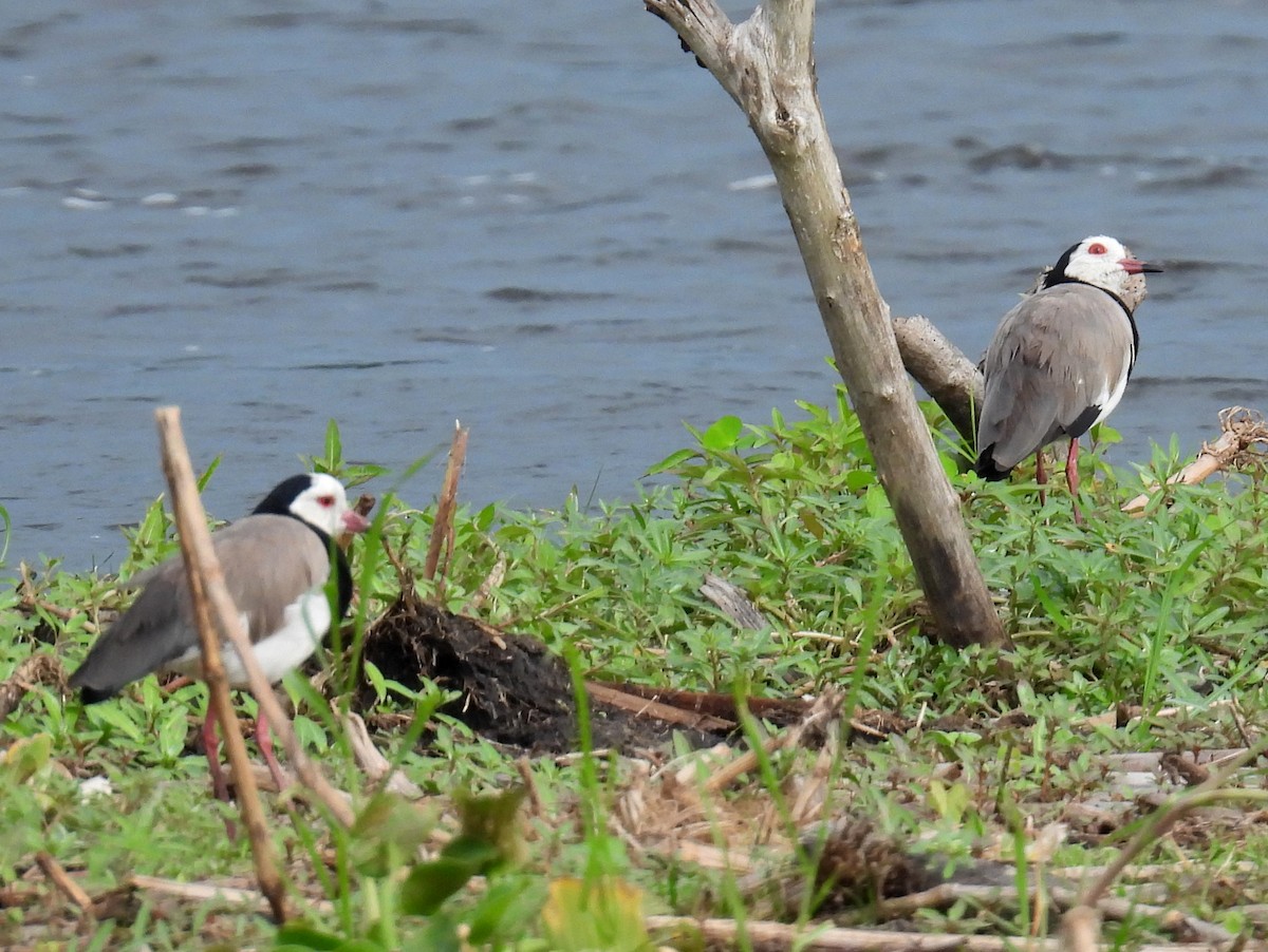 Vanneau à ailes blanches - ML620704256