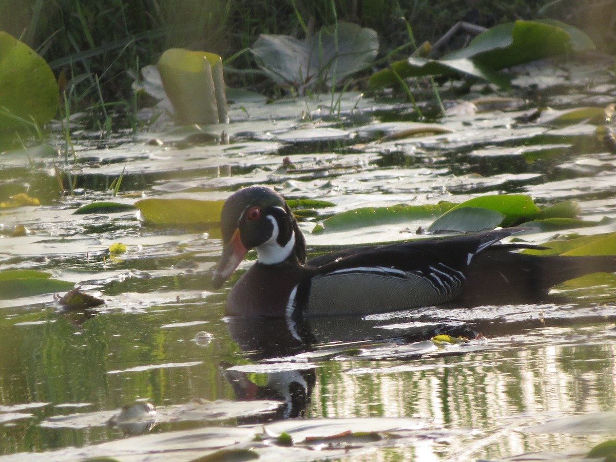 Wood Duck - Melanie Mitchell