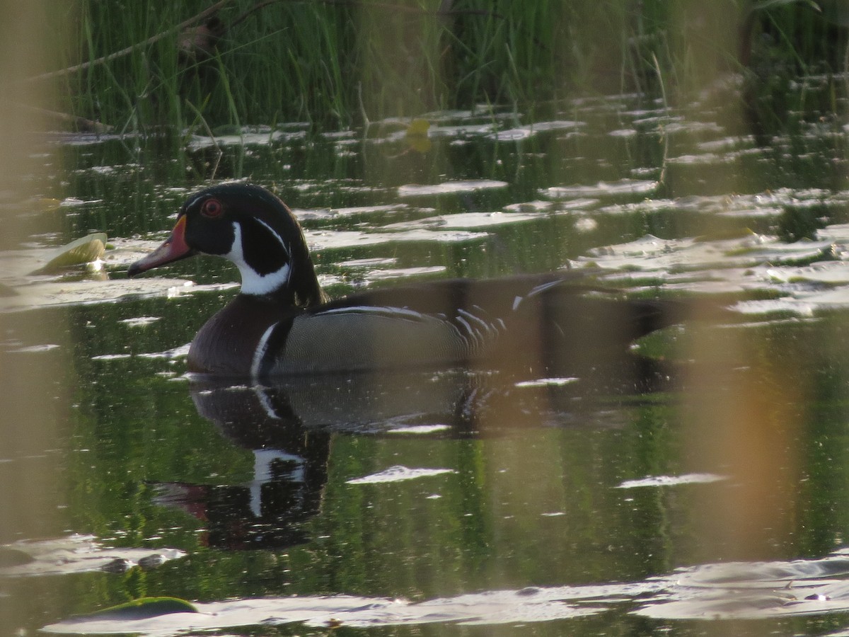 Wood Duck - ML620704258