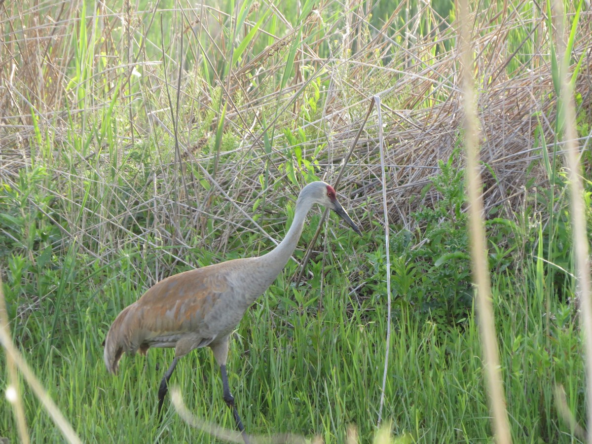 Sandhill Crane - ML620704264