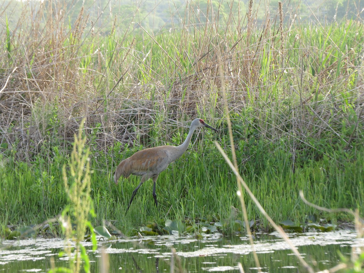 Sandhill Crane - ML620704265