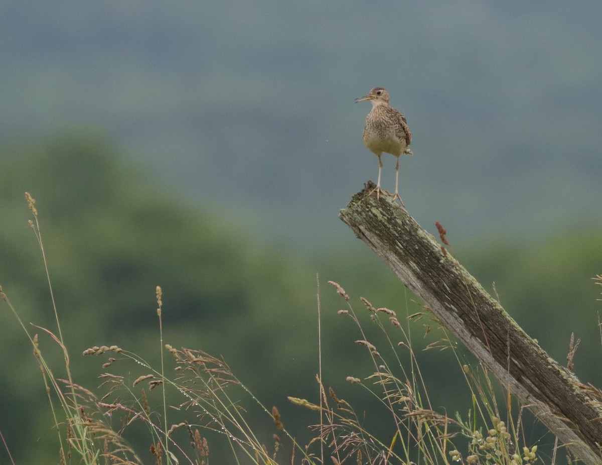 Upland Sandpiper - ML620704268