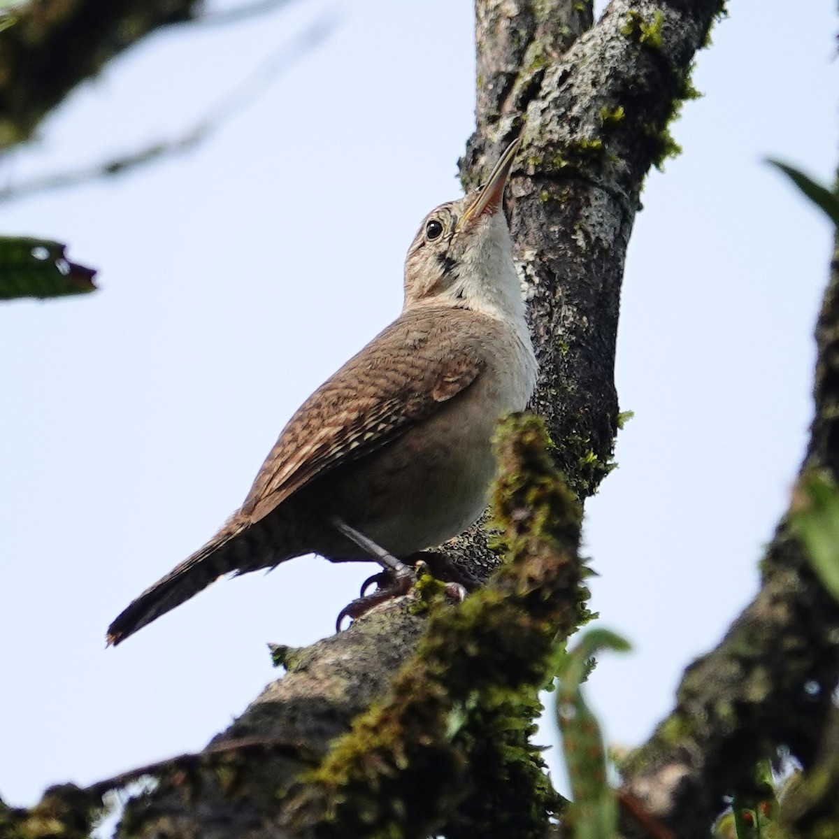 Chochín Criollo - ML620704270